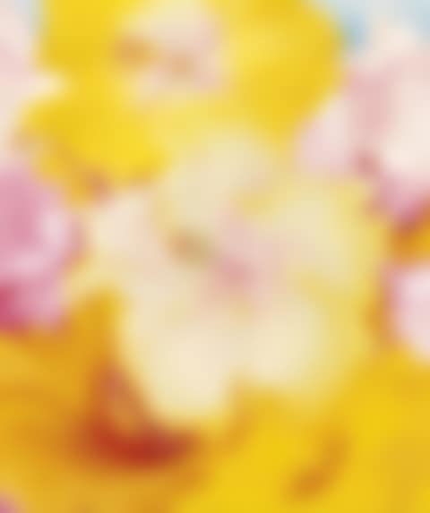Hibiscus (preview)