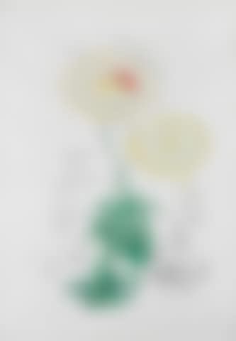 Chrysanthemum Frutescens (Marguerite) (preview)