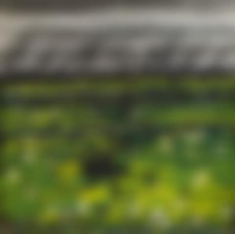 Lotus Pond (preview)