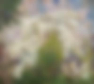 Tree in Blossom (preview)