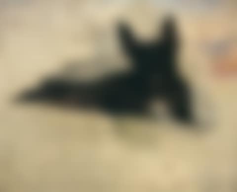 Little Dog lying (preview)