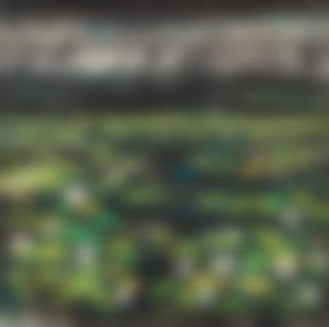 Lotus Pond (preview)