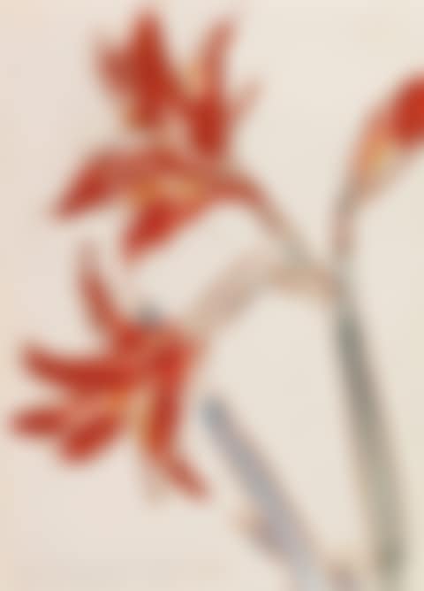 Roter Amaryllis (preview)