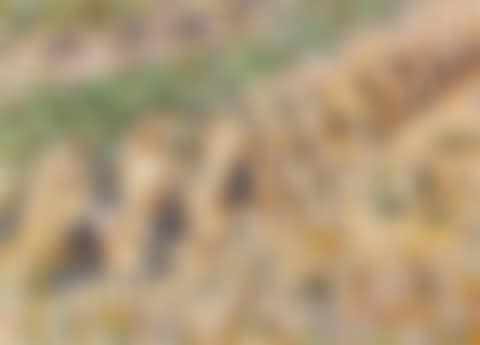 Kornpuppen im Kornfeld (preview)
