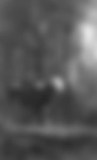 Cow path (preview)