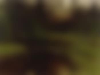 Woodland stream (preview)