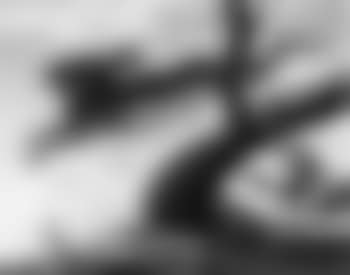 White tailed jack rabbit and coyote (preview)