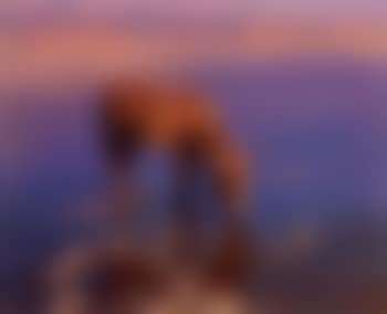 Donkey watering in a desert landscape (preview)