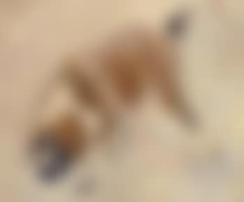 St Bernard (preview)