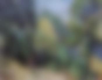Paysage du sud (preview)