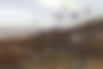 Red grouse, Spaunton Moor, North Yorkshire (preview)