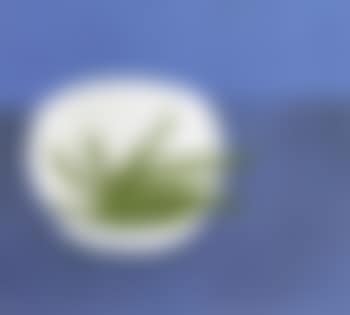 Beans, blue and white (preview)