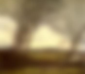 Windswept trees (preview)