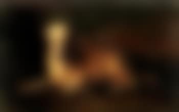 Lamb (preview)