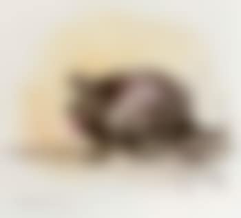 Particularly revolting dog glowing under the impression that it is man's best friend (preview)