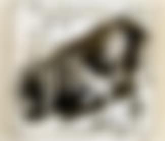 Banderilles (preview)