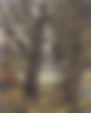 Trees by the river (preview)