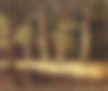 Forest at sunset (preview)