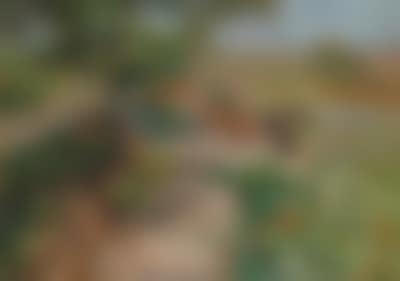 In the Garden (preview)