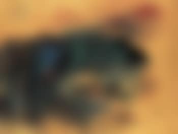 Landscape (preview)