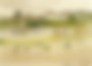 Paddy field (preview)