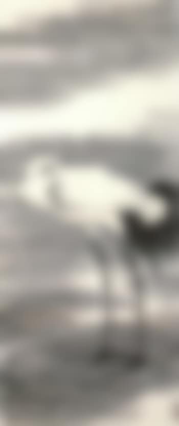 Resting egret (preview)