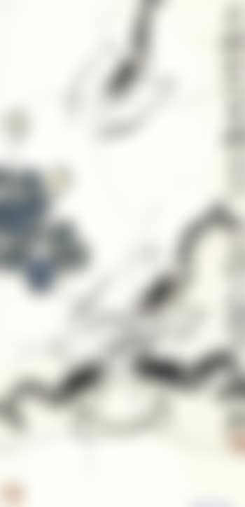 Shrimps (preview)
