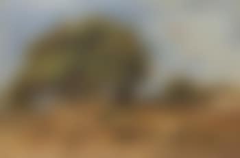 Trees, autumn (preview)