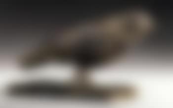 Oiseau fixe (preview)
