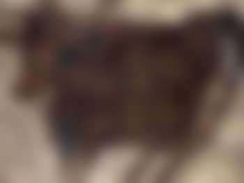 Vache tachetee (preview)
