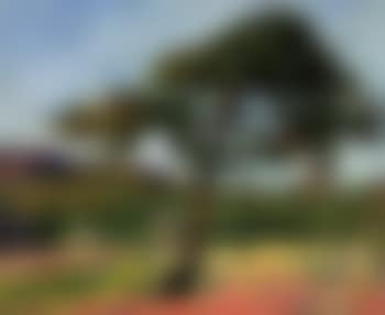 Le Pin, St Tropez (preview)