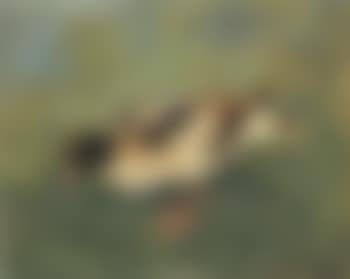 Duck on a lawn (preview)