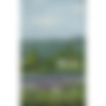 Gardener's cottages and the meadow, Zealandia (preview)
