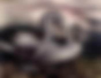 Deux cygnes IV (preview)