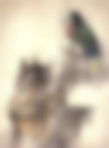 Cat and parrot (preview)