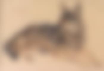Alsatian (preview)