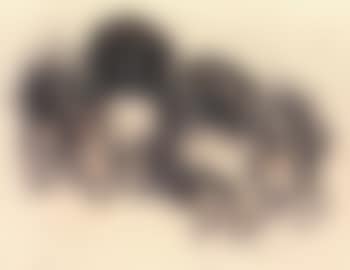 Two pekes (preview)