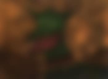 Perro (preview)