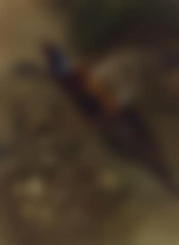 Cock pheasant in flight (preview)