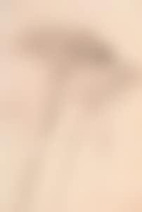 Study of pine trees (preview)