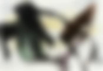 Composition (preview)