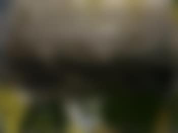 Truite (preview)