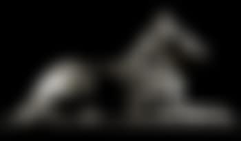 Dogs (preview)