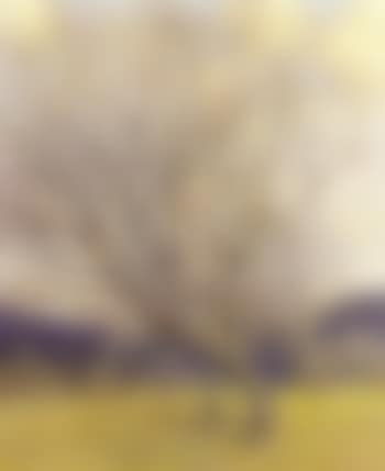 The pear tree (preview)