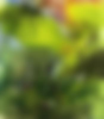 Elasticite du risible (preview)