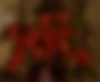 Red poppies (preview)