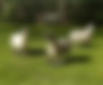 Sheep (preview)