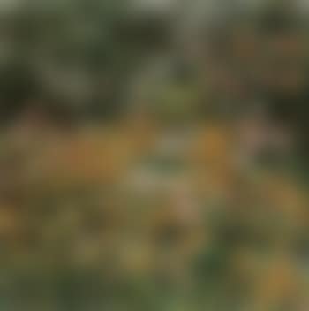 Rose garden (preview)