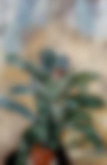 Achmea plant (preview)