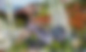 Artist's back garden (preview)